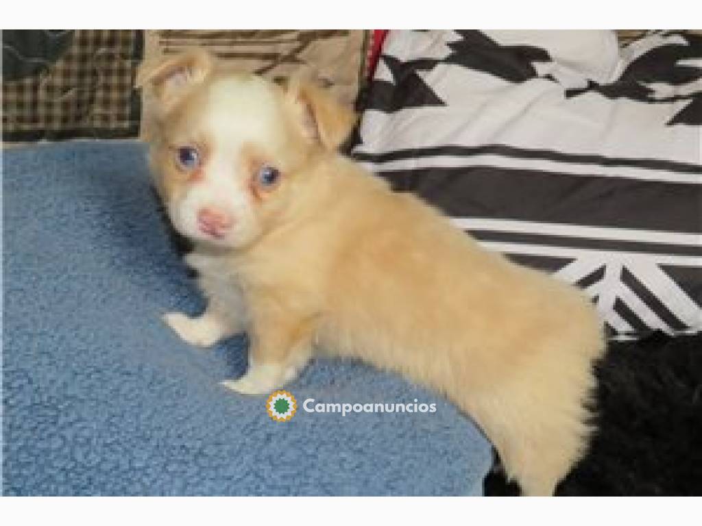 Preciosos cachorros chihuahua de 12 sema en Tenerife