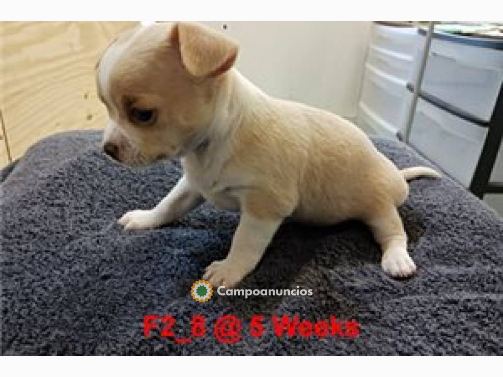 Preciosos cachorros chihuahua de 12 sema en Tenerife