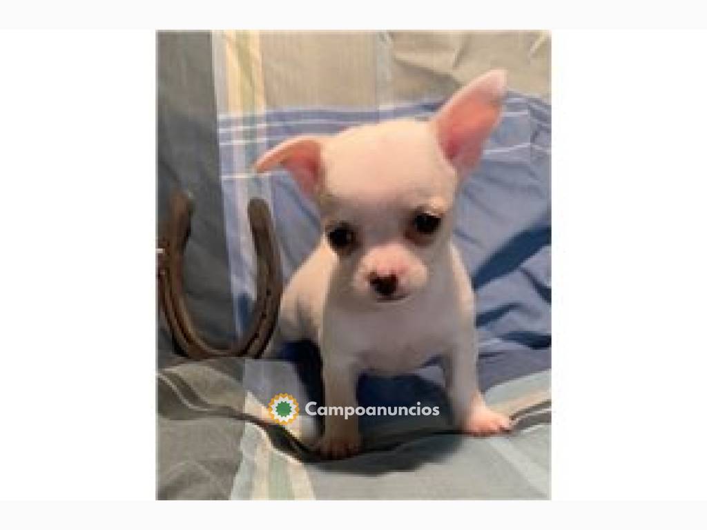 Preciosos cachorros chihuahua de 12 sema en Tenerife