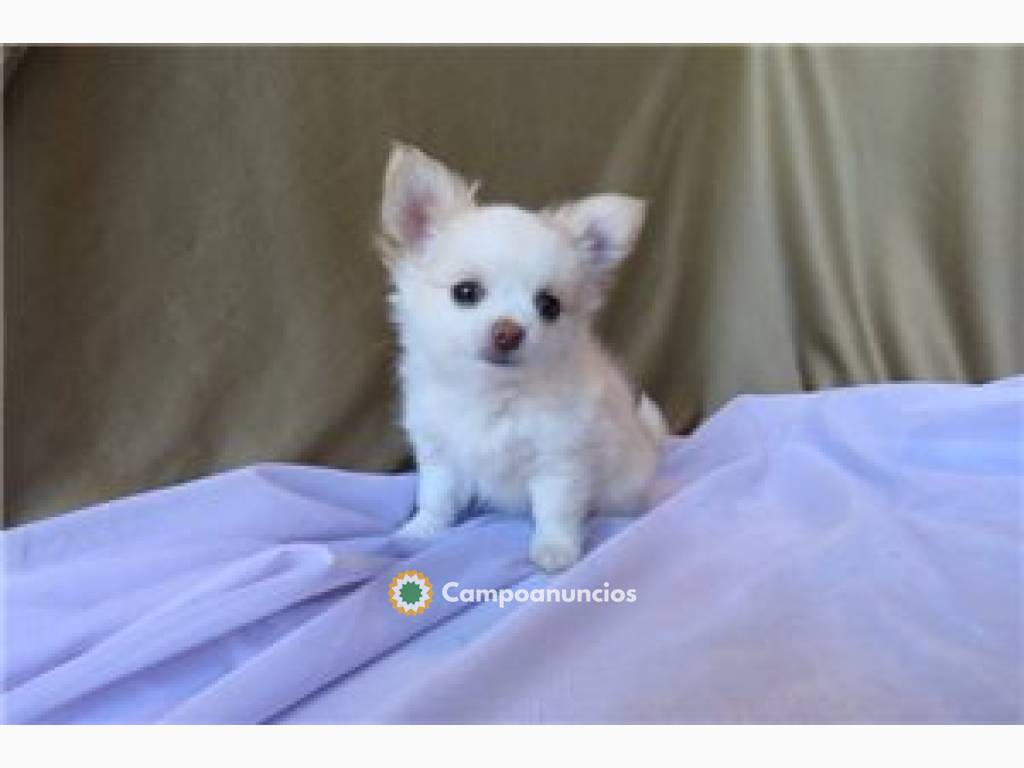 Preciosos cachorros chihuahua de 12 sema en Toledo