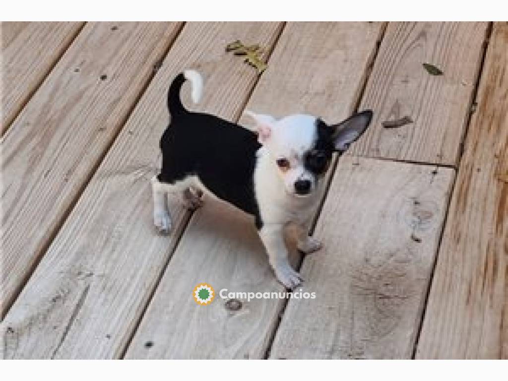 Preciosos cachorros chihuahua de 12 sema en Ourense