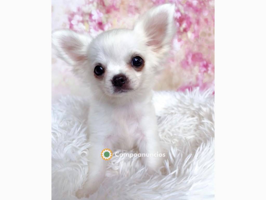 Preciosos cachorros chihuahua de 12 sema en Tenerife