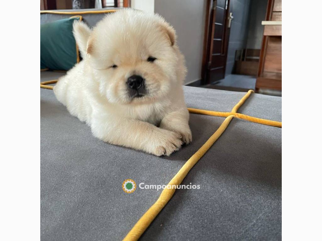 Preciosos cachorros chow chow  en Madrid