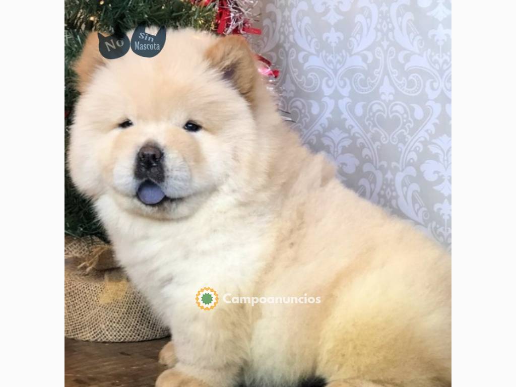 Preciosos cachorros Chow Chow disponible en Madrid