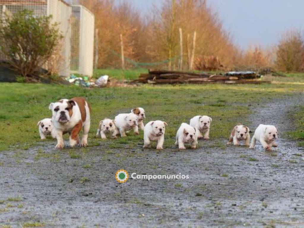 Preciosos Cachorros De Bulldog Ingles. en Sevilla