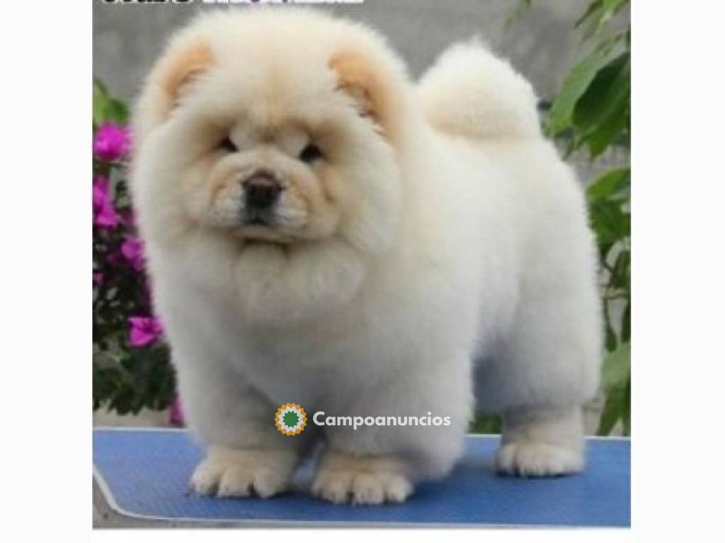 PRECIOSOS CACHORROS DE CHOW CHOW en adop en Ourense