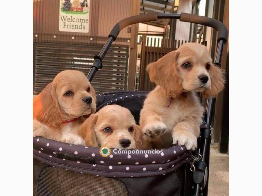 Preciosos cachorros de Cocker Spaniels en Huesca