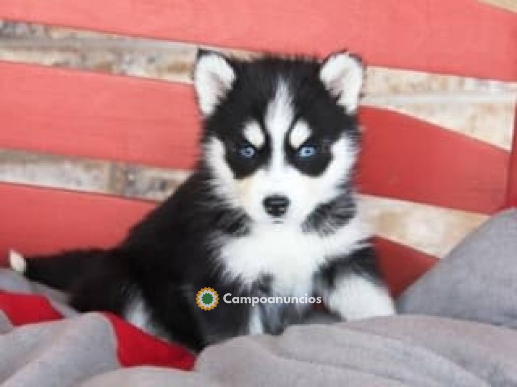 Preciosos cachorros de husky siberiano en Ourense