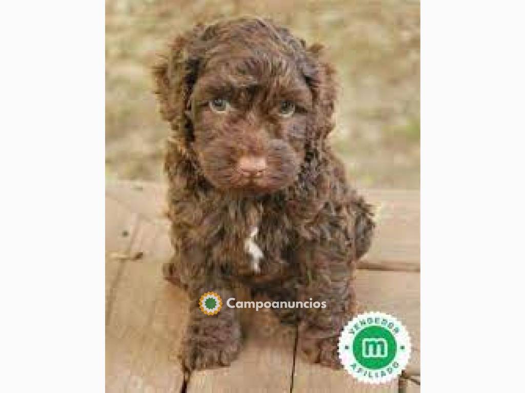 Preciosos cachorros de perros de agua.  en Tenerife