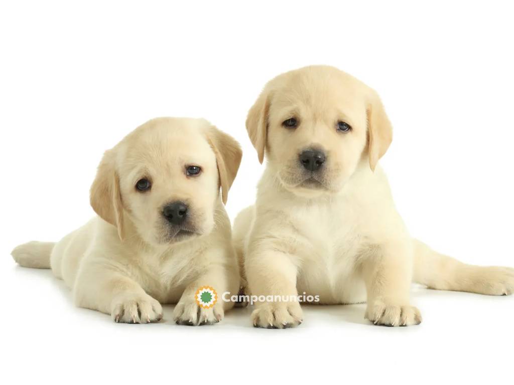 Preciosos Cachorros Labrador disponibles en Huesca