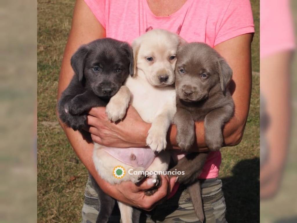 Preciosos cachorros Labrador Retriever en Huesca