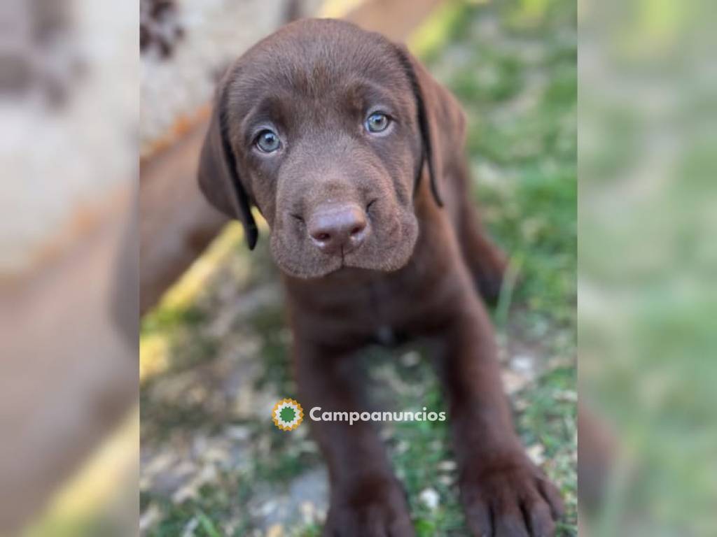 Preciosos cachorros Labrador Retriever en Tenerife