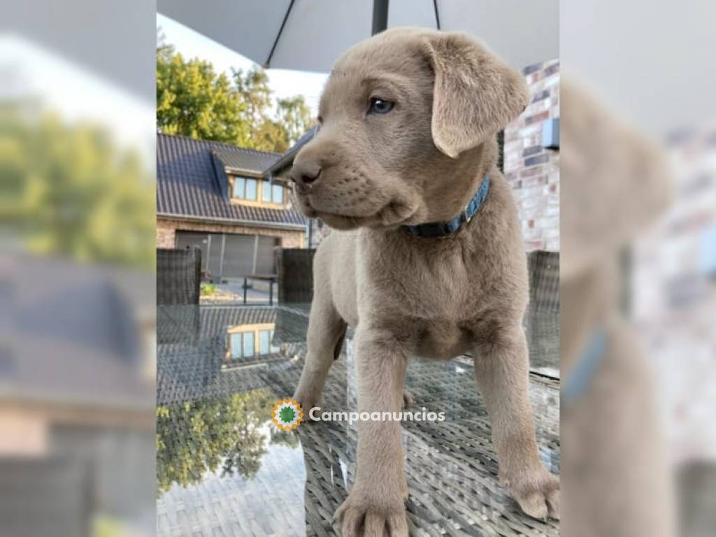 Preciosos cachorros Labrador Retriever en Toledo