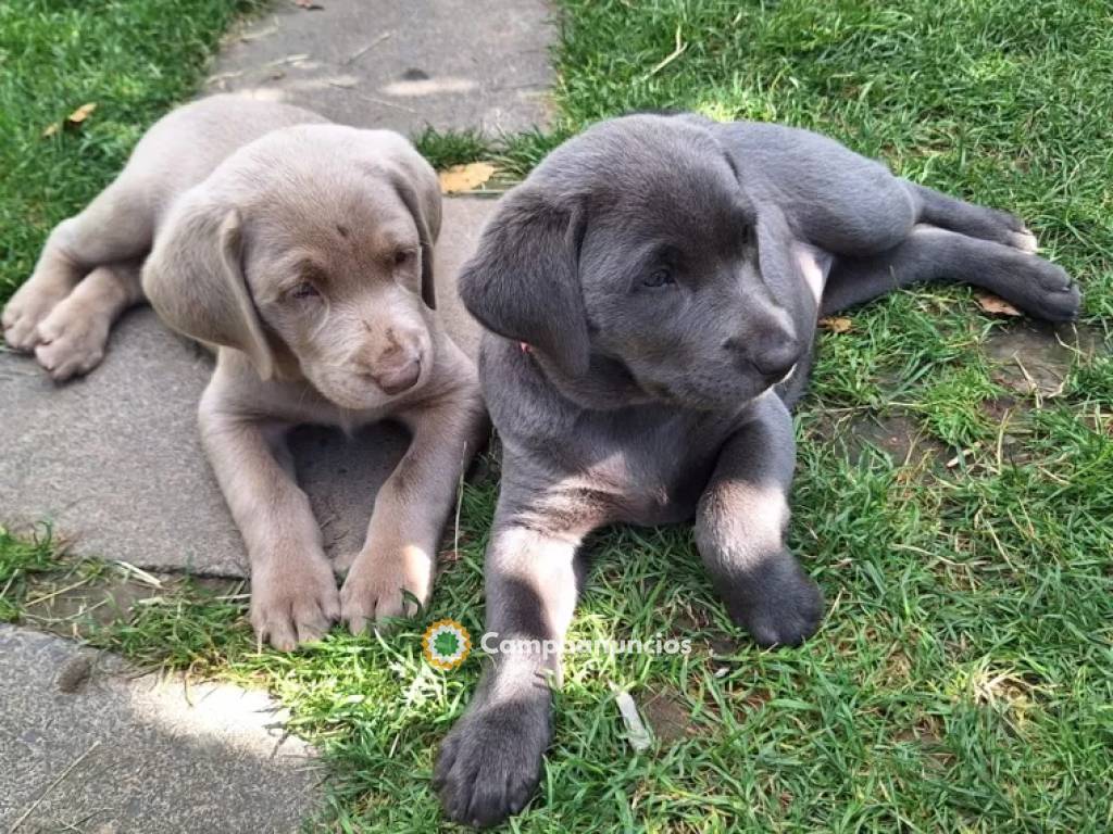 Preciosos cachorros Labrador Retriever en Asturias