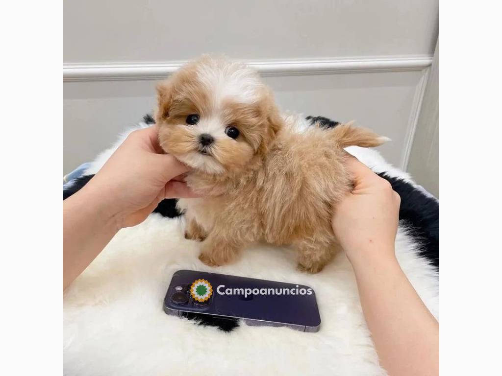 Preciosos cachorros maltipoo en Barcelona