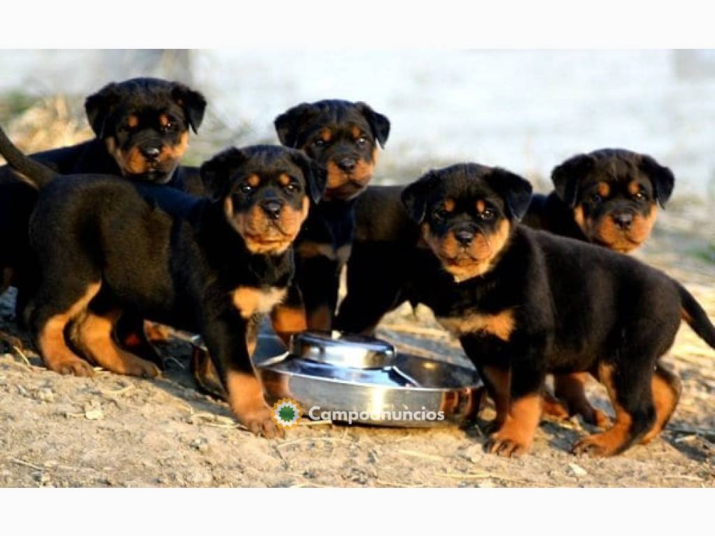 preciosos cachorros rottweiler listos  en Tenerife