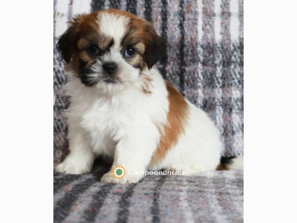 Preciosos cachorros Shih Tzu  en Toledo