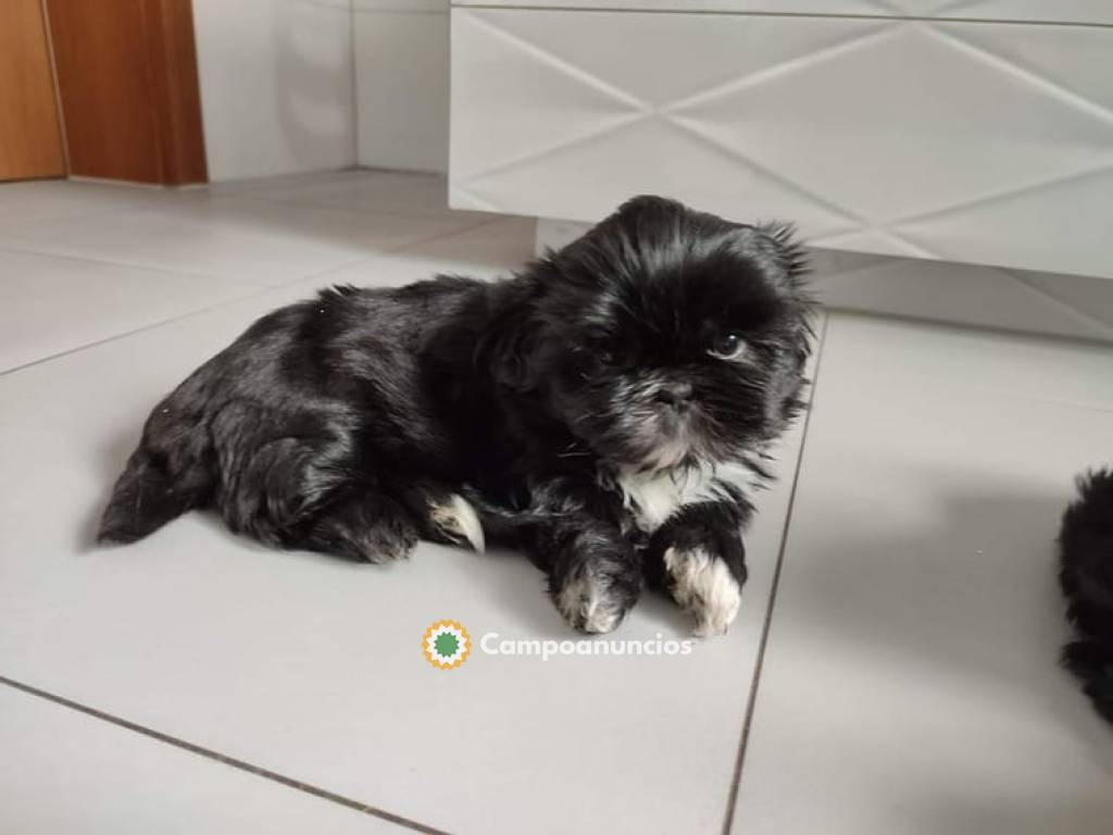 Preciosos cachorros Shih tzu disponible  en Huesca