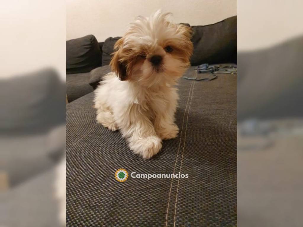 Preciosos cachorros Shih tzu disponible  en Ourense