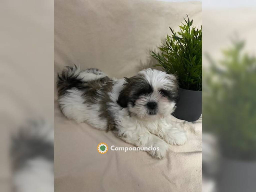 Preciosos cachorros Shih tzu disponible  en Toledo