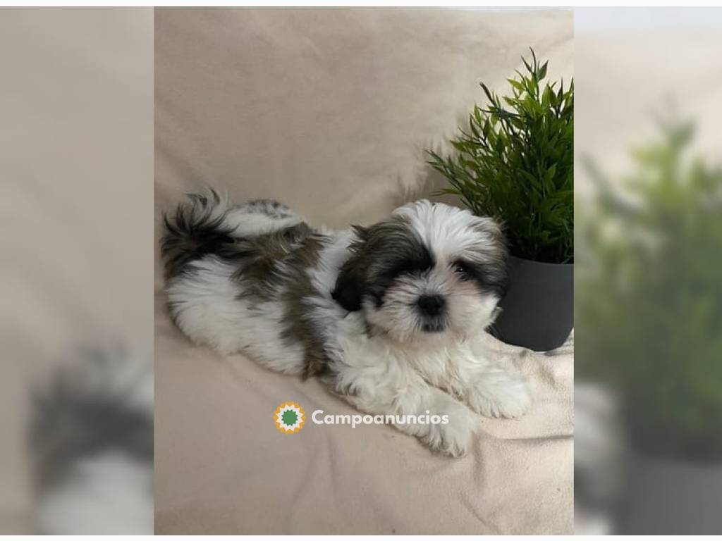 Preciosos cachorros Shih tzu disponible  en Madrid