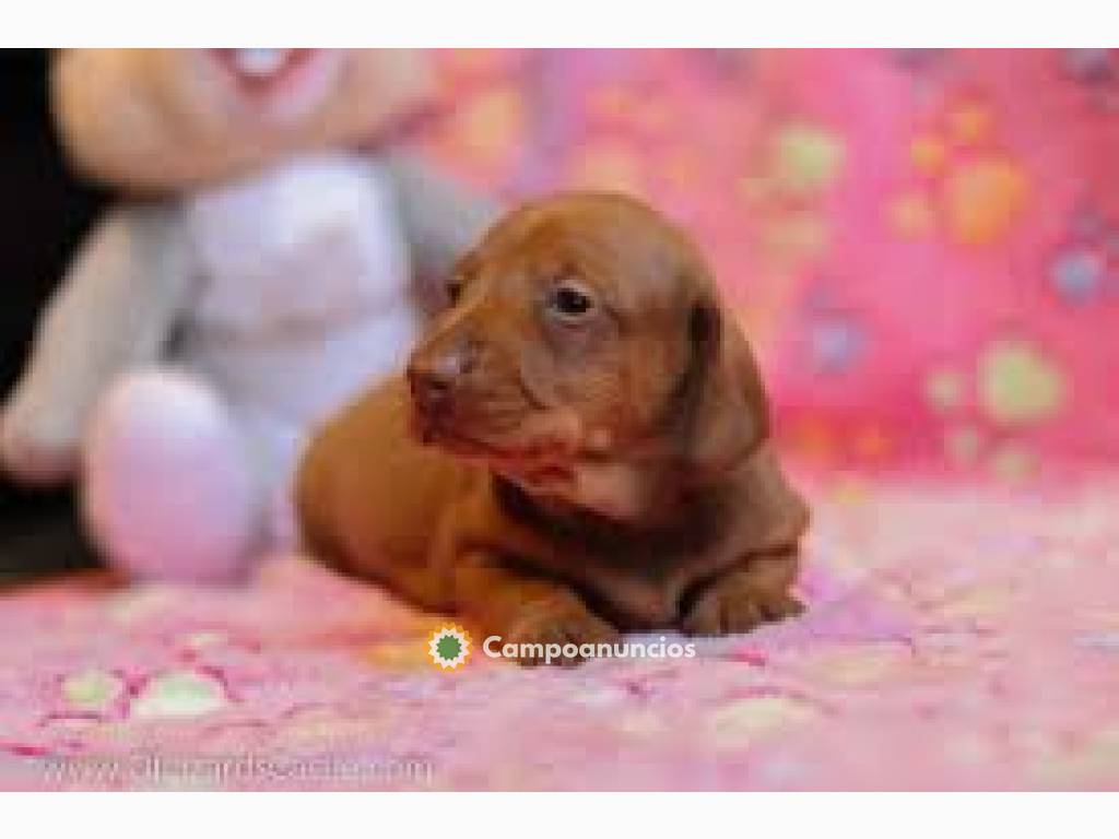 Preciosos cachorros Teckel disponibles  en Tenerife