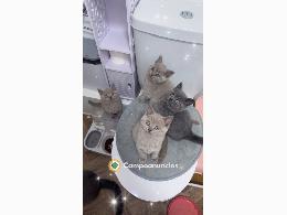 Preciosos gatitos British Shorthair