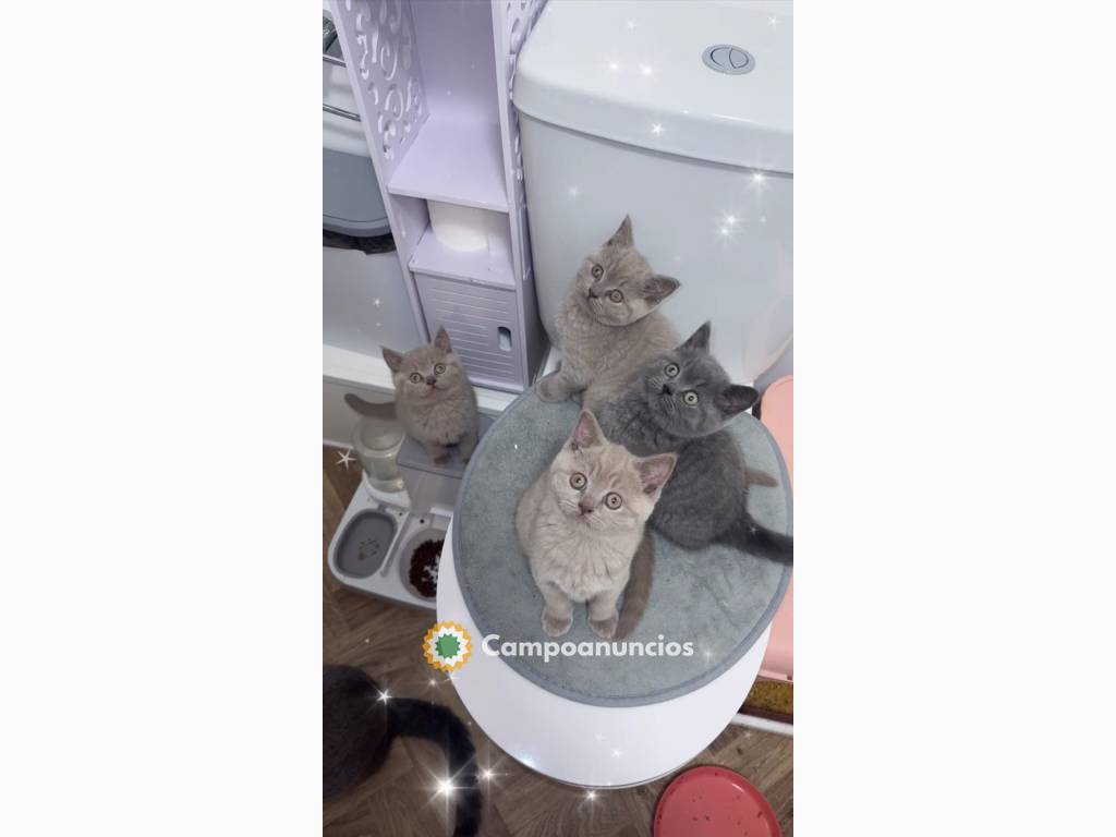 Preciosos gatitos British Shorthair en Barcelona