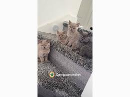 Preciosos gatitos British Shorthair