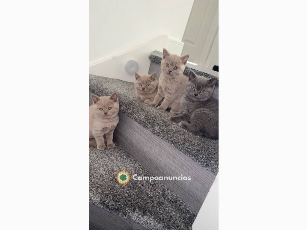 Preciosos gatitos British Shorthair en Barcelona