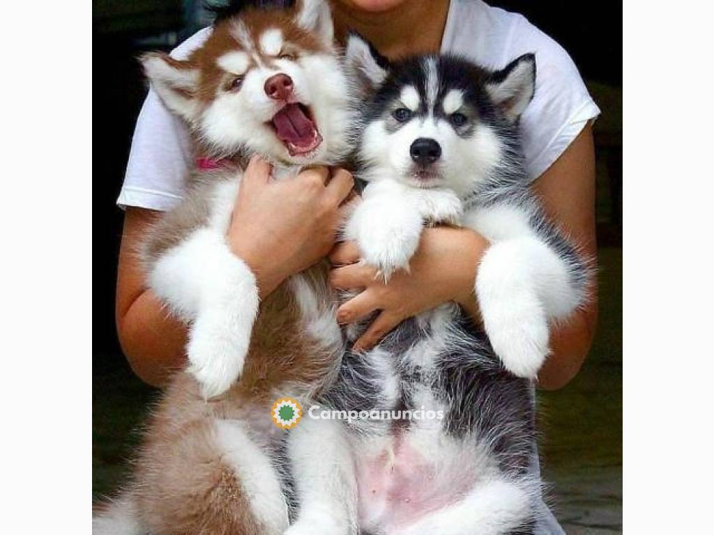 Precisos cachorros de Husky Siberiano en Tenerife