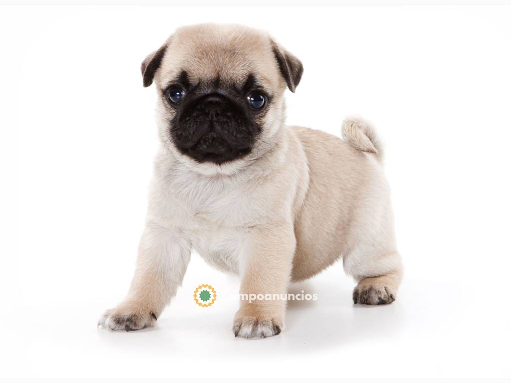 Pug Puppies en Tenerife