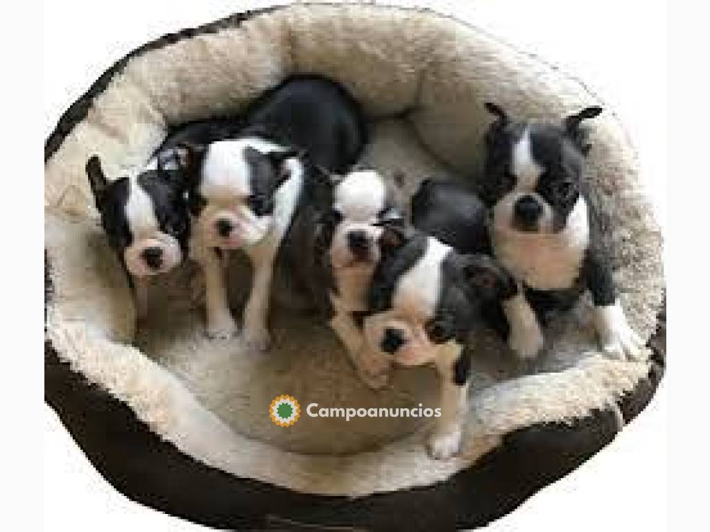 Pura Raza: Boston Terrier  en Las Palmas