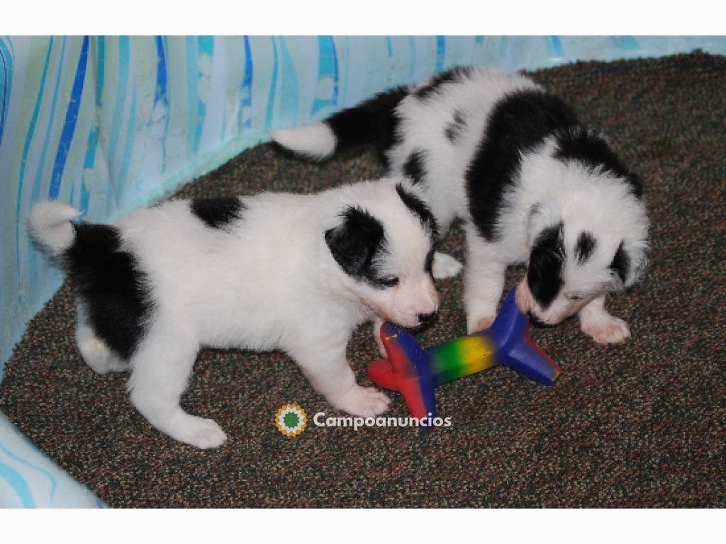 Pura raza de border Collie para adopcion en Huesca