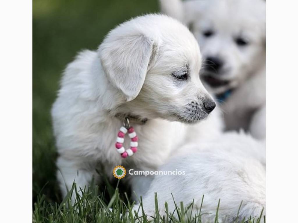 pure raza Cachorros de Golden Retriever en Toledo