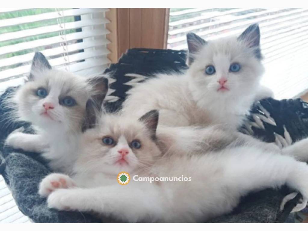 Ragdoll kittens  en Tenerife