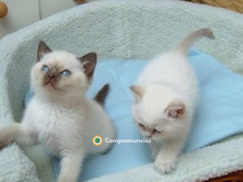 Ragdoll kittens  en Tenerife