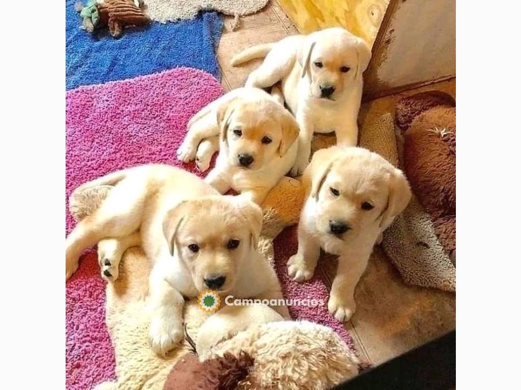 Regalo Adorable Cachorros Labrador en Valencia