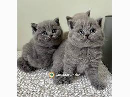 Regalo adorable gatito británico de pelo