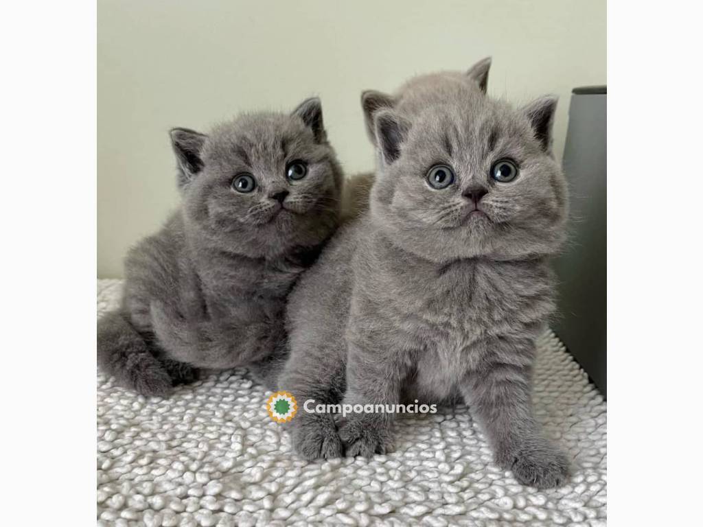 Regalo adorable gatito británico de pelo