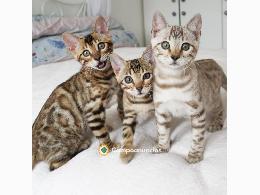  Regalo adorable Gatitos bengala