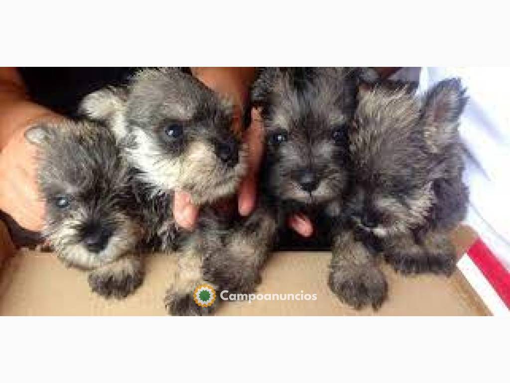 REGALO ADORABLES SCHNAUZERS CACHORROS en Ourense