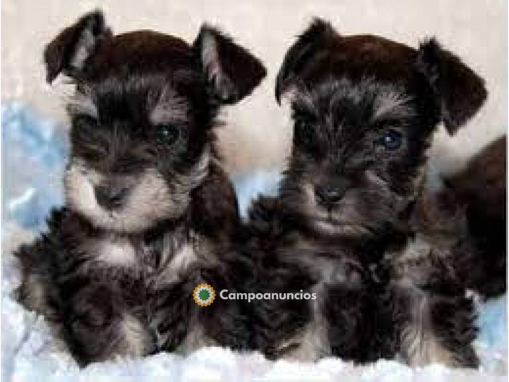 REGALO ADORABLES SCHNAUZERS CACHORROS en Tenerife