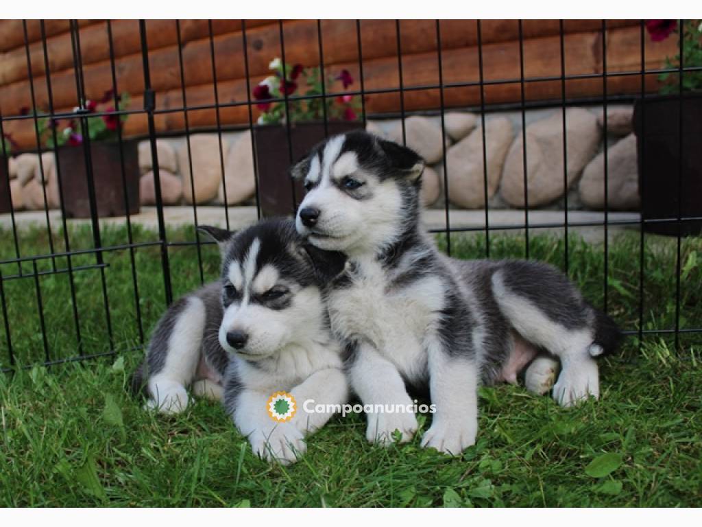 REGALO ALASKAN MALAMUTE CACHORROS  en Tenerife