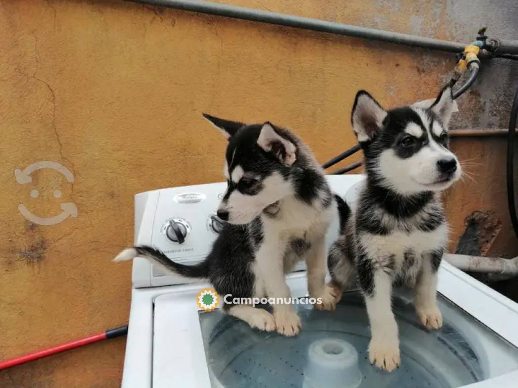 REGALO ALASKAN MALAMUTE CACHORROS  en Ourense