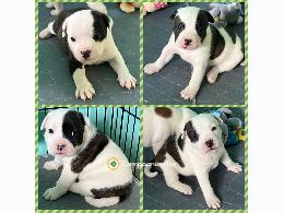 REGALO AMERICAN STAFFORD TERRIER