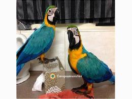 REGALO AZULE Y ORO LOROS GUACAMAYOS