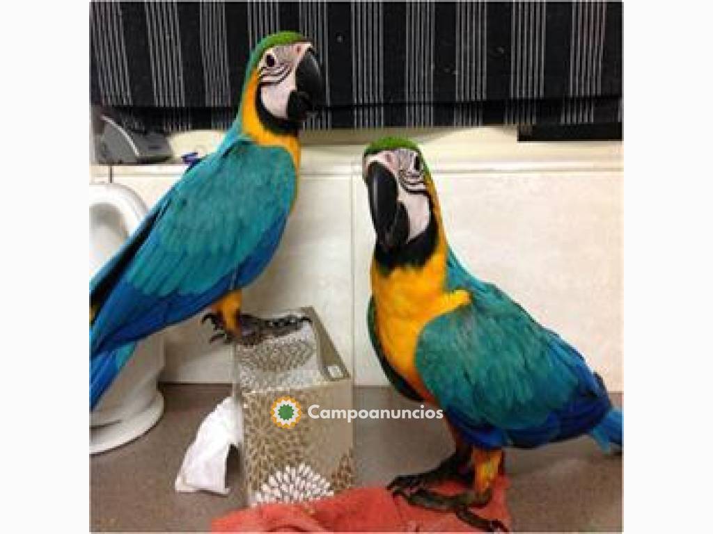 REGALO AZULE Y ORO LOROS GUACAMAYOS