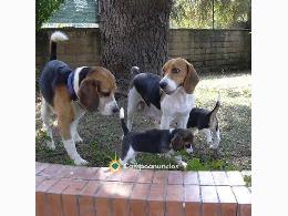 Regalo Beagle Cachorros Sanos en Adopció