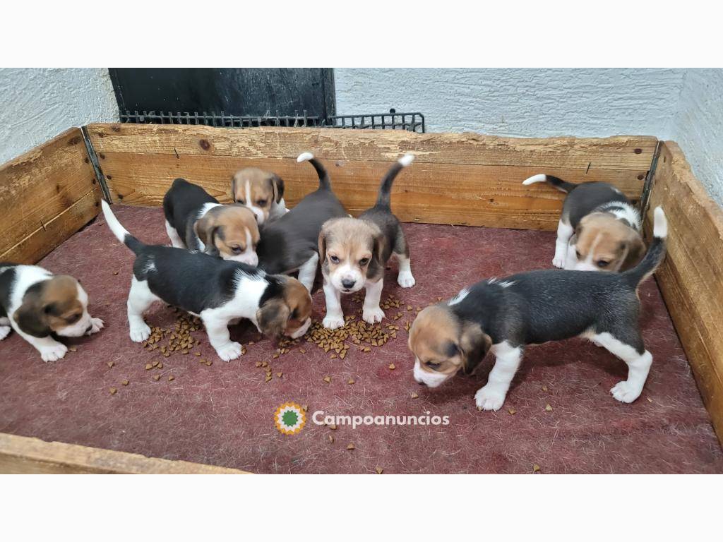 Regalo beagle whAtsapp +34 631 52 96 89 en Huesca